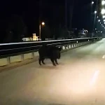 Αγριογούρουνο έκανε βόλτα στη Σταύρου Νιάρχου στα Ιωάννινα (βίντεο)