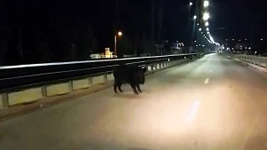 Αγριογούρουνο έκανε βόλτα στη Σταύρου Νιάρχου στα Ιωάννινα (βίντεο)