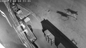Λύκος στο κέντρο του Μετσόβου – Περιπλανήθηκε στους δρόμους τα ξημερώματα (βίντεο)