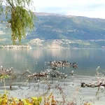 Παγκόσμια Ημέρα Αποδημητικών Πτηνών: Παμβώτιδα και Αμβρακικός, πολύτιμοι σταθμοί για χιλιάδες πουλιά