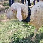 «ΠΟΙΜΕΝΑΣ» από τον ΓΑΣ Ιωαννίνων: «Έξυπνα» περιλαίμια και τεχνητή νοημοσύνη στην υπηρεσία των κτηνοτρόφων