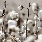 Η Ελλάδα παράγει το 80% του ευρωπαϊκού βαμβακιού